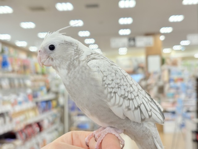 オカメインコ