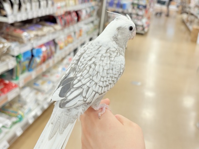 オカメインコ