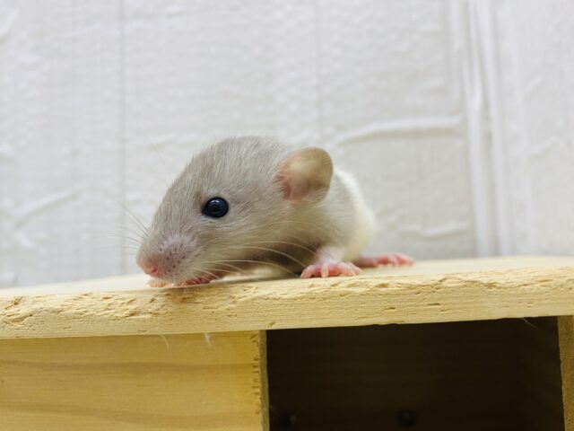 ファンシーラット