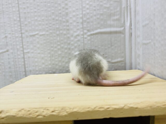 ファンシーラット