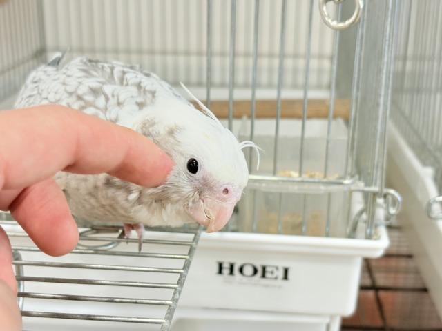 オカメインコ