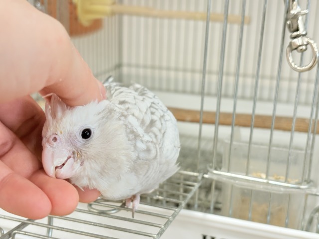 オカメインコ