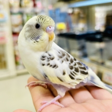 【最新画像更新☆☆】ﾋﾟｮｺﾋﾟｮｺ❕伝説のかくれんぼMASTER🏘️🫣セキセイインコ（４色ハルクインバイオレット/2026年2月中~下旬生まれ)