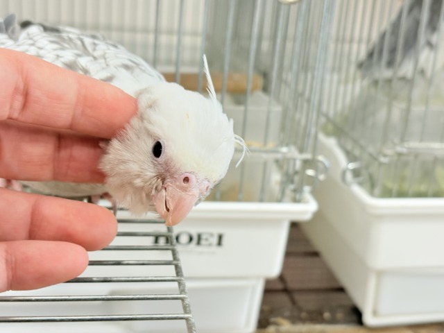 オカメインコ