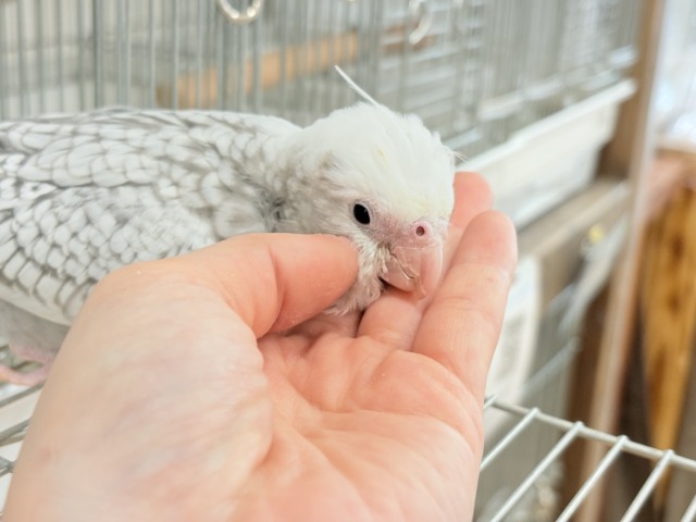 オカメインコ