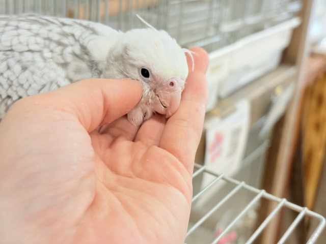 オカメインコ