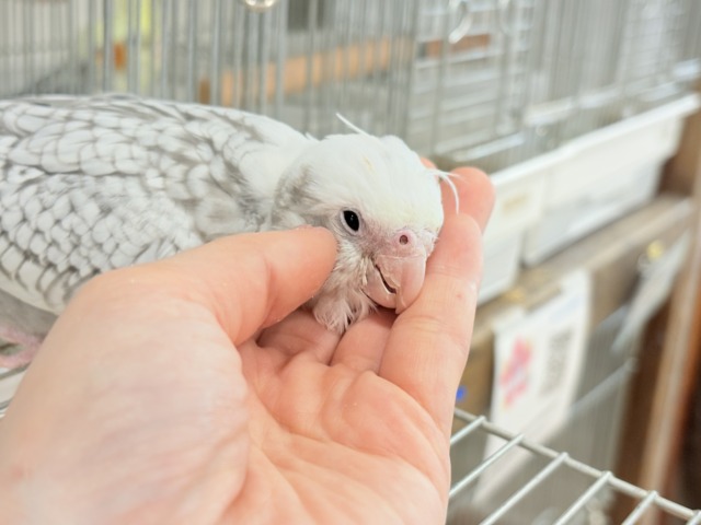 オカメインコ
