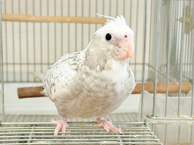 【最新画像更新🪄ひとり餌‪になりました☆】ぱやぱや♡ハゲタカみたい🐣🫧オカメインコ(WFパールパイド) ヒナ