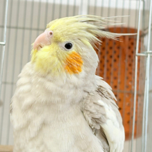【最新画像更新🪄】甘々🐣💖癒し系シナモンちゃん🫧オカメインコ(シナモン)