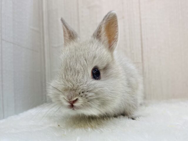 ネザーランドドワーフ