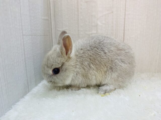 ネザーランドドワーフ