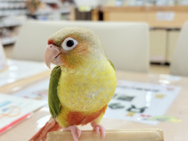 ホオミドリウロコインコ