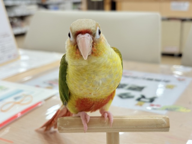 ホオミドリウロコインコ