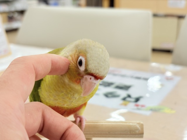 ホオミドリウロコインコ