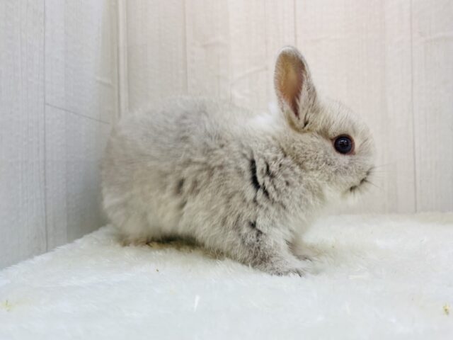 ネザーランドドワーフ