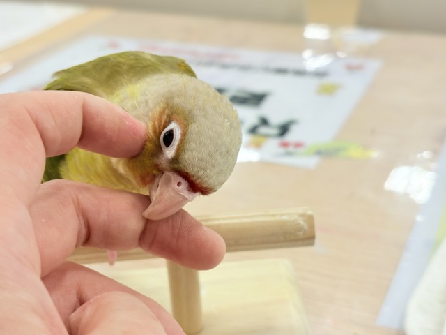 ホオミドリウロコインコ