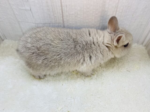 ネザーランドドワーフ