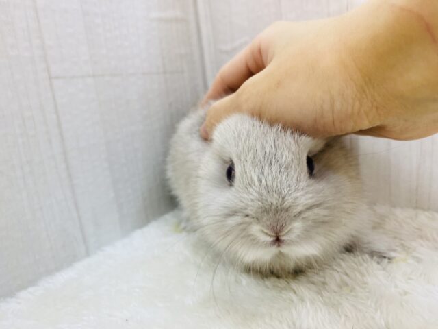 ネザーランドドワーフ