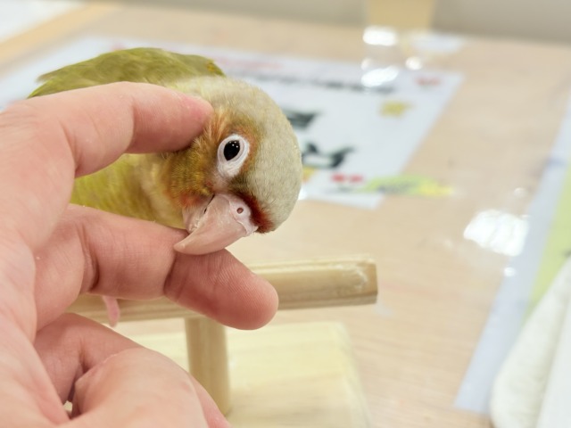 ホオミドリウロコインコ