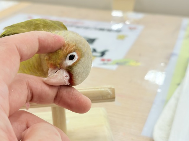 ホオミドリウロコインコ