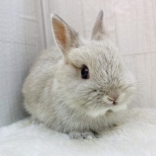 ふわふわ激カワです🩷ネザーランドドワーフ🐰🥕