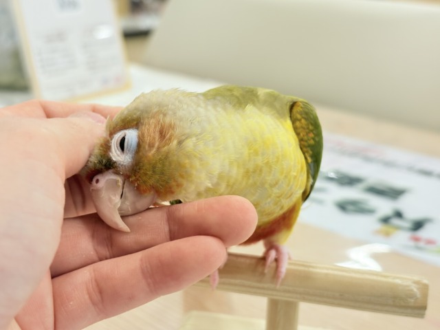 ホオミドリウロコインコ
