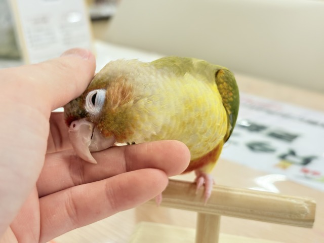 ホオミドリウロコインコ