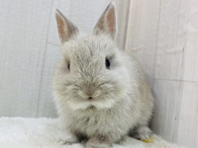 ネザーランドドワーフ