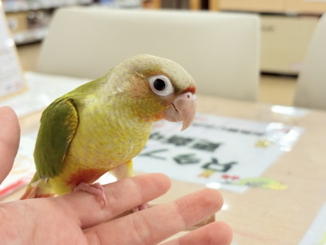 ホオミドリウロコインコ