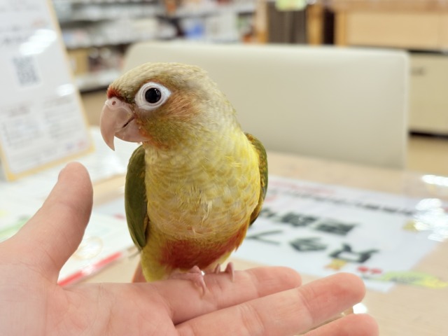 ホオミドリウロコインコ