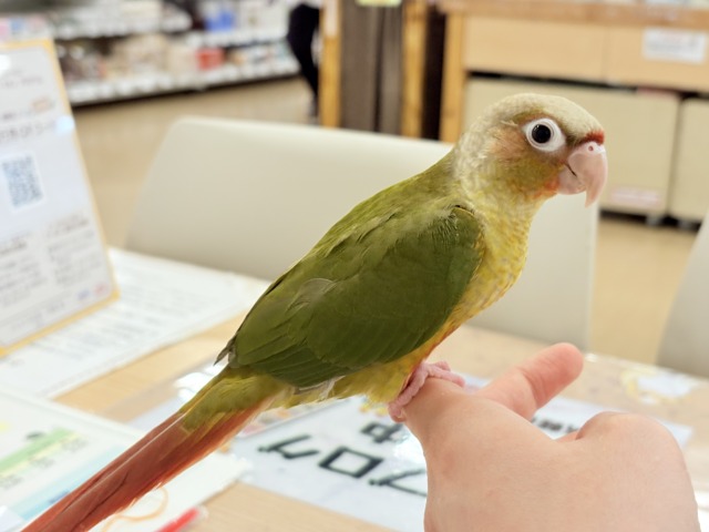 ホオミドリウロコインコ