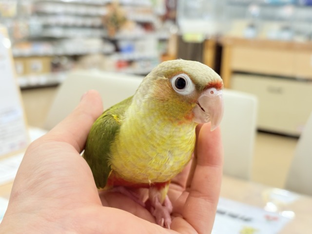 ホオミドリウロコインコ