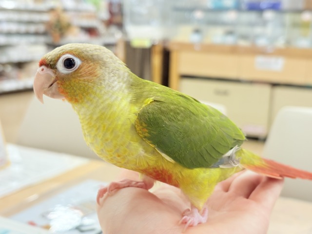 ホオミドリウロコインコ