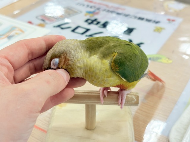 ホオミドリウロコインコ