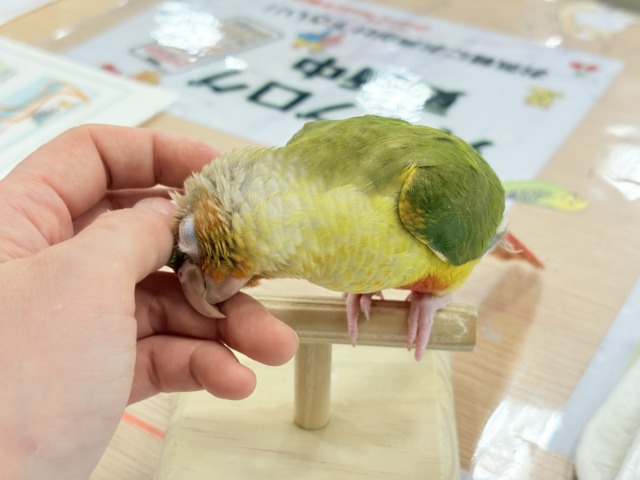 ホオミドリウロコインコ