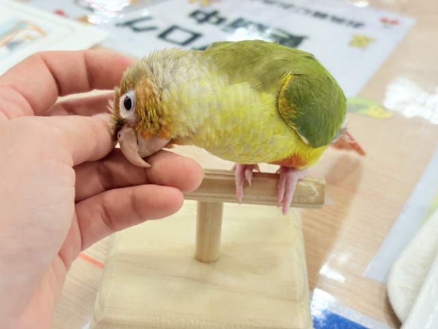 ホオミドリウロコインコ