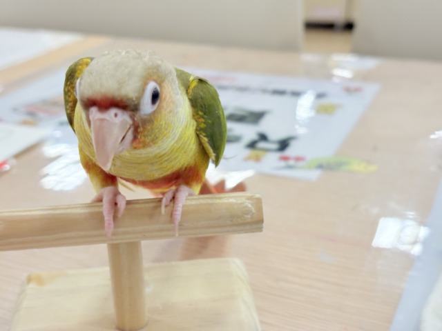 ホオミドリウロコインコ