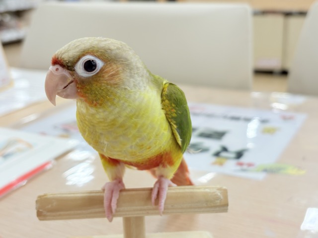 ホオミドリウロコインコ