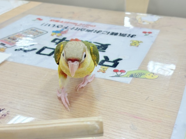 ホオミドリウロコインコ