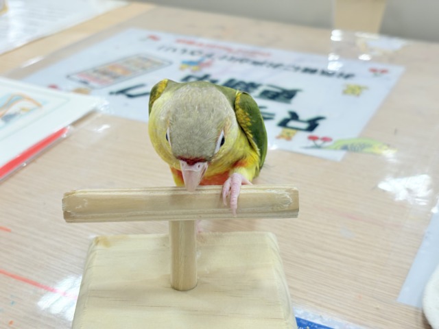 ホオミドリウロコインコ