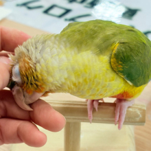 【最新画像更新🪄】南国育ちのフレッシュ果実🐣🍍💖ウロコインコ(パイナップル) ヒナ