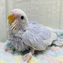 あわあわ🫧一目見たら忘れられない❗️ライラック💜やってきました〜🫧🤍