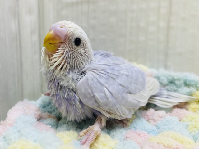 あわあわ🫧一目見たら忘れられない❗️ライラック💜やってきました〜🫧🤍