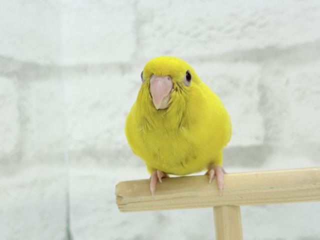 サザナミインコ