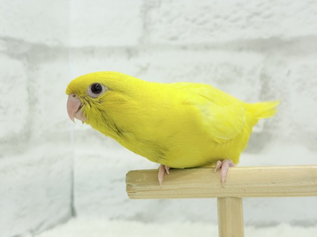 サザナミインコ