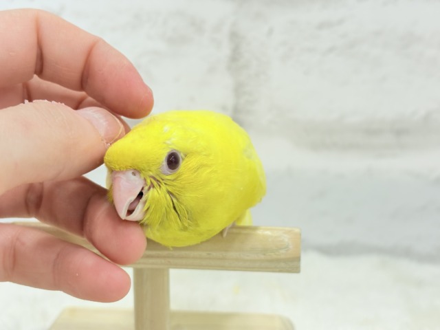 サザナミインコ