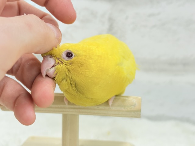サザナミインコ