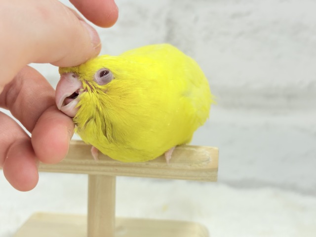 サザナミインコ
