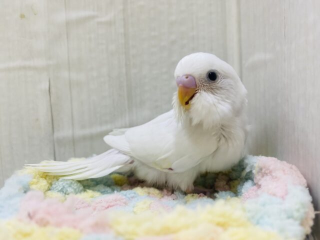 セキセイインコ