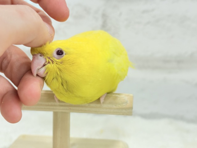 サザナミインコ
